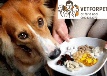 مکملهای محبوب برای سگ و گربه