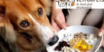 مکمل‌های محبوب برای سگ و گربه