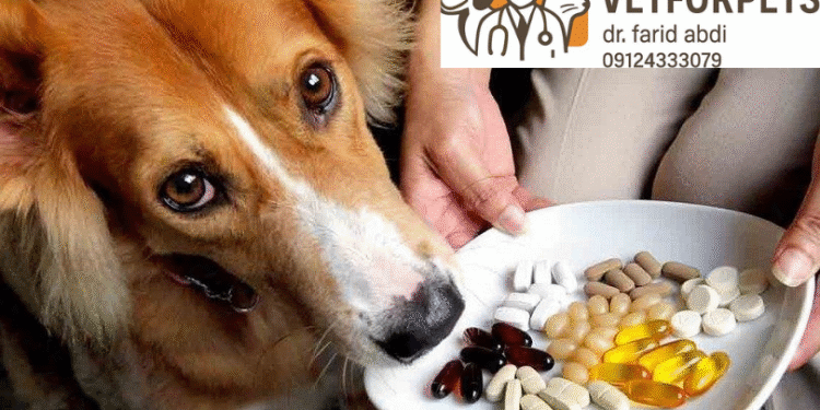 مکملهای محبوب برای سگ و گربه