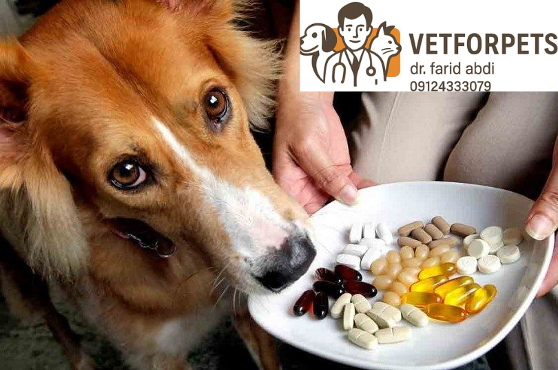 مکملهای محبوب برای سگ و گربه