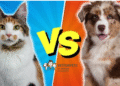 سگ یا گربه