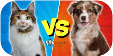 سگ یا گربه