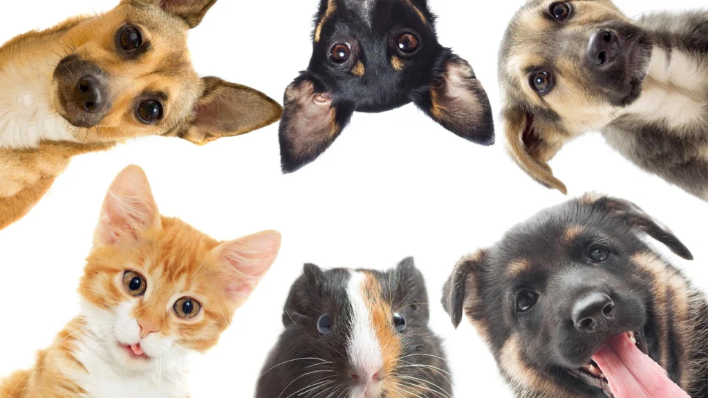 ۱۰ کاری که نباید با حیوان خونگیت بکنی (دامپزشکا ازت مخفی میکنن!)