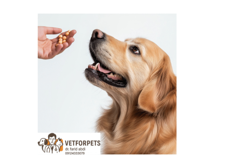 مکملهای محبوب برای سگ و گربه