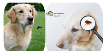 کک و کنه در سگ‌ها