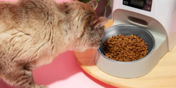 روتین غذایی پرشین کت