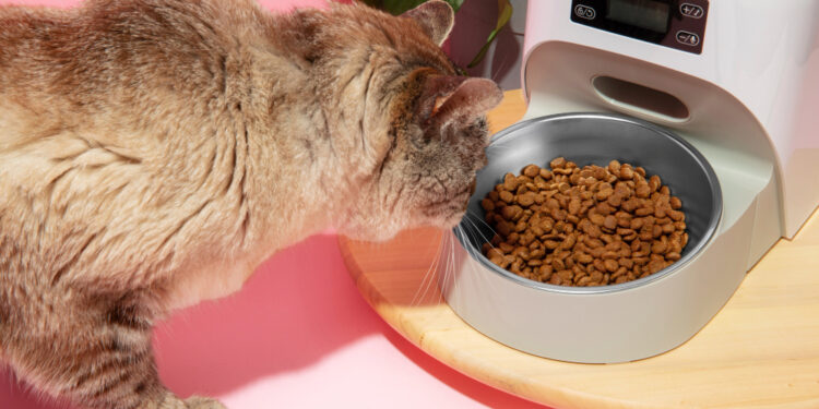 روتین غذایی پرشین کت