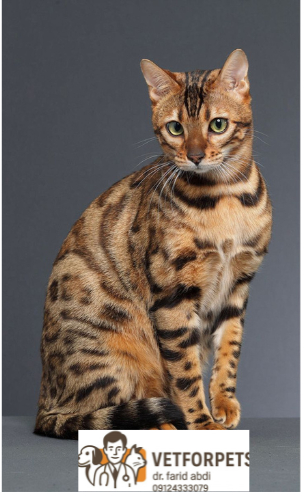 انواع نژاد گربه؛ راهنمایی برای انتخاب نژاد مناسب