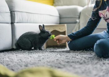 نگهداری خرگوش