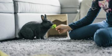 نگهداری خرگوش