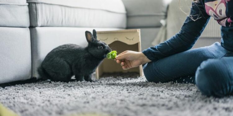 نگهداری خرگوش