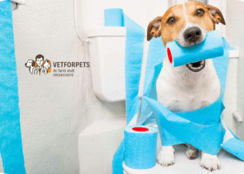 آموزش جای دستشویی به سگ ها