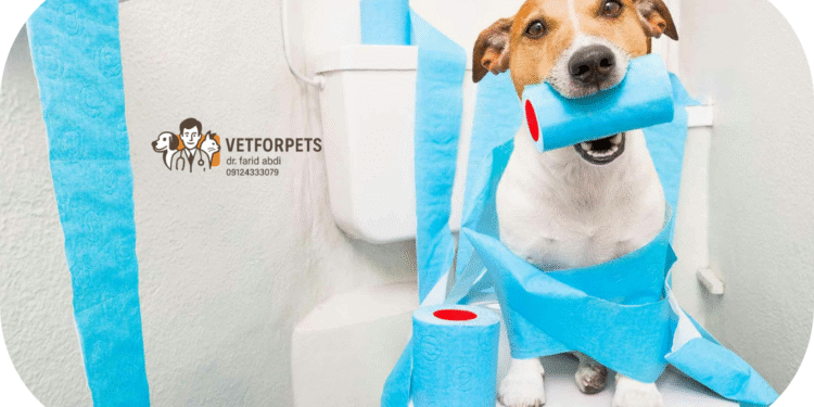 آموزش جای دستشویی به سگ ها