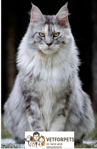 انواع نژاد گربه؛ راهنمایی برای انتخاب نژاد مناسب