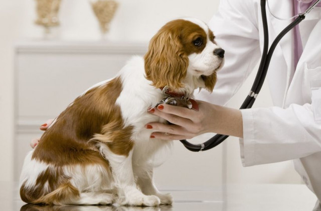 چگونه سگ‌مان را برای اولین بار به دامپزشک ببریم؟