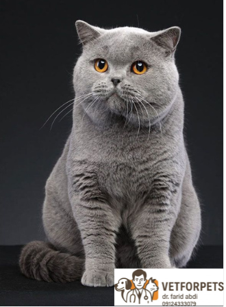 انواع نژاد گربه؛ راهنمایی برای انتخاب نژاد مناسب