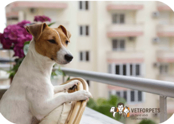 انواع نژادهای آپارتمانی در سگ ها