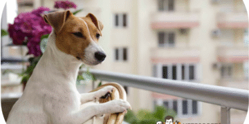 انواع نژادهای آپارتمانی در سگ ها