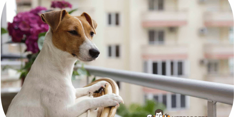 انواع نژادهای آپارتمانی در سگ ها