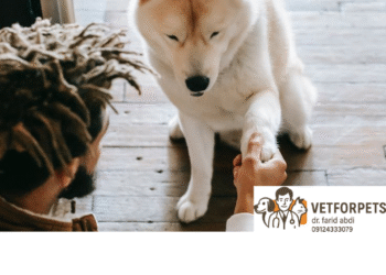 ۱۰ نکته برای تربیت توله سگها (که هر صاحب پت باید بدونه)