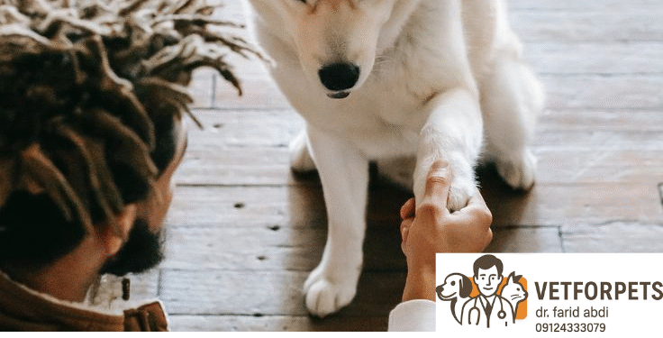 ۱۰ نکته برای تربیت توله سگها (که هر صاحب پت باید بدونه)