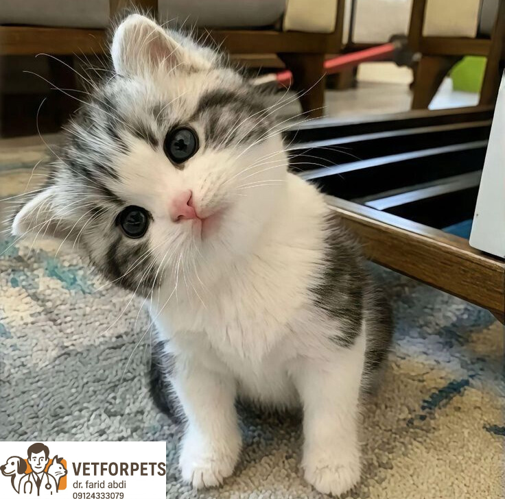 انواع نژاد گربه؛ راهنمایی برای انتخاب نژاد مناسب