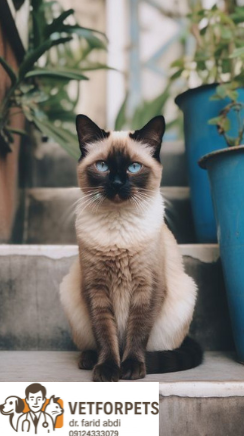 انواع نژاد گربه؛ راهنمایی برای انتخاب نژاد مناسب