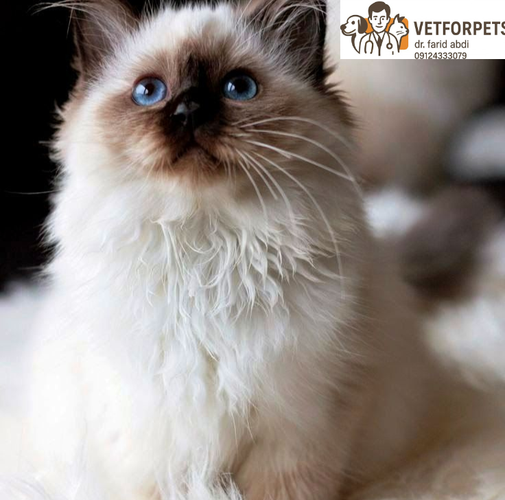 انواع نژاد گربه؛ راهنمایی برای انتخاب نژاد مناسب