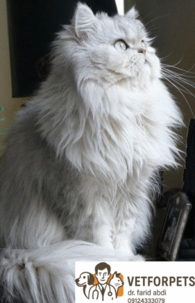 انواع نژاد گربه؛ راهنمایی برای انتخاب نژاد مناسب