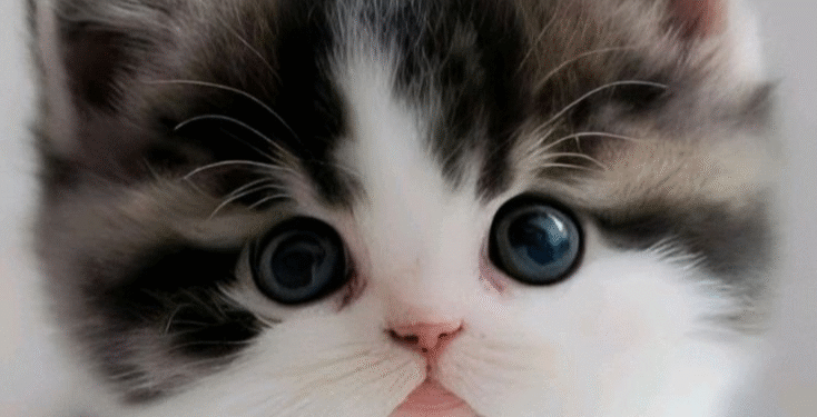 انواع نژاد گربه