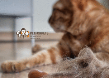 دلایل ریزش مو در گربه