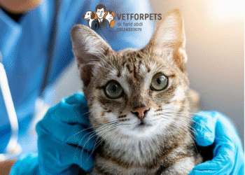 بیماری‌های شایع در گربه‌ها