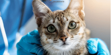 بیماری‌های شایع در گربه‌ها