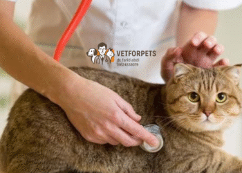 بیماریهای شایع در گربهها