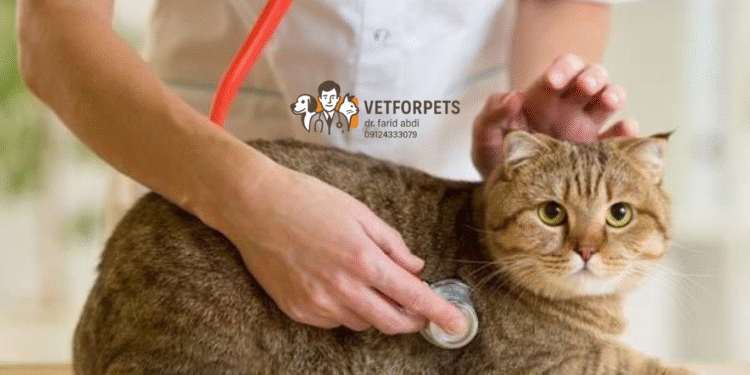 بیماریهای شایع در گربهها