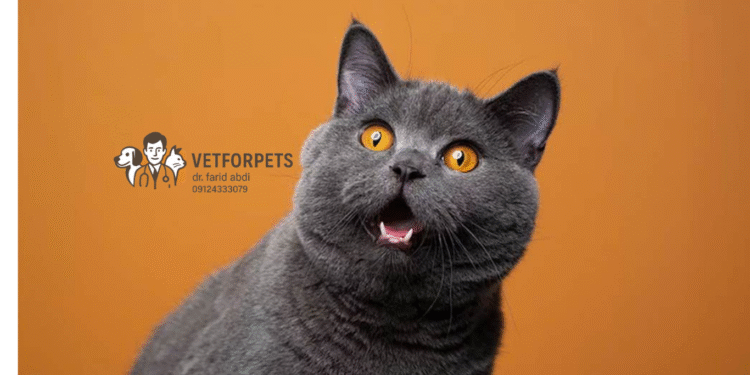 گربه اسکاتیش