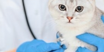 چطور بفهمیم که گربه‌مون بیمار شده؟ (علائم و درمان‌ها)