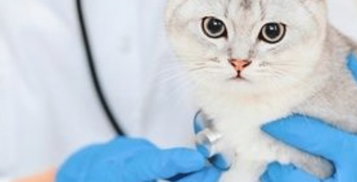 چطور بفهمیم که گربه‌مون بیمار شده؟ (علائم و درمان‌ها)