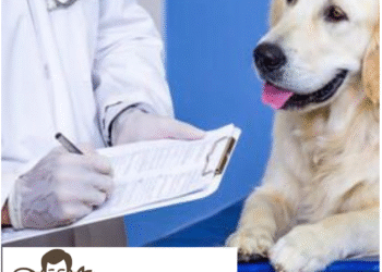 چگونه سگ‌مان را برای اولین بار به دامپزشک ببریم؟