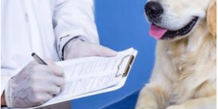 چگونه سگ‌مان را برای اولین بار به دامپزشک ببریم؟