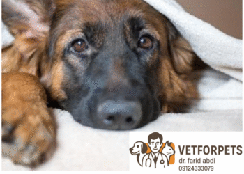 چگونه بفهمیم سگ‌مان دچار استرس یا اضطراب است؟