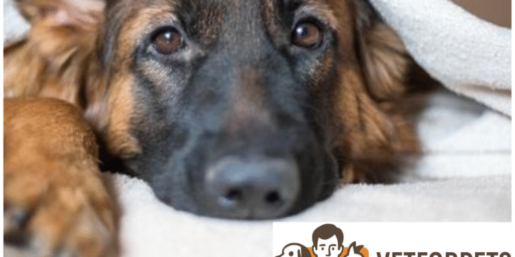 چگونه بفهمیم سگ‌مان دچار استرس یا اضطراب است؟