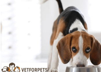 ۱۰ غذای مضر برای سگ‌ها (که خیلی از صاحبان پت نمی‌دونن)