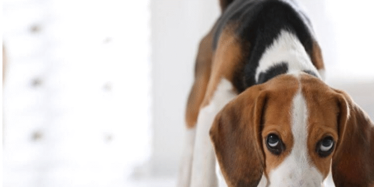 ۱۰ غذای مضر برای سگ‌ها (که خیلی از صاحبان پت نمی‌دونن)