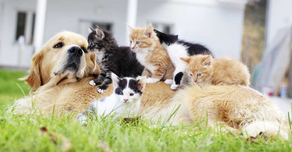 ۱۰ اشتباه رایج در نگهداری حیوان خانگی که سلامت پتت رو تهدید میکنه!