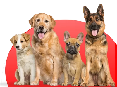 ۱۰ غذای مضر برای سگ‌ها (که خیلی از صاحبان پت نمی‌دونن)