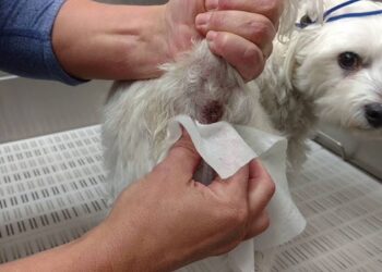 کیسه مقعدی در سگها