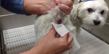 کیسه مقعدی در سگ‌ها