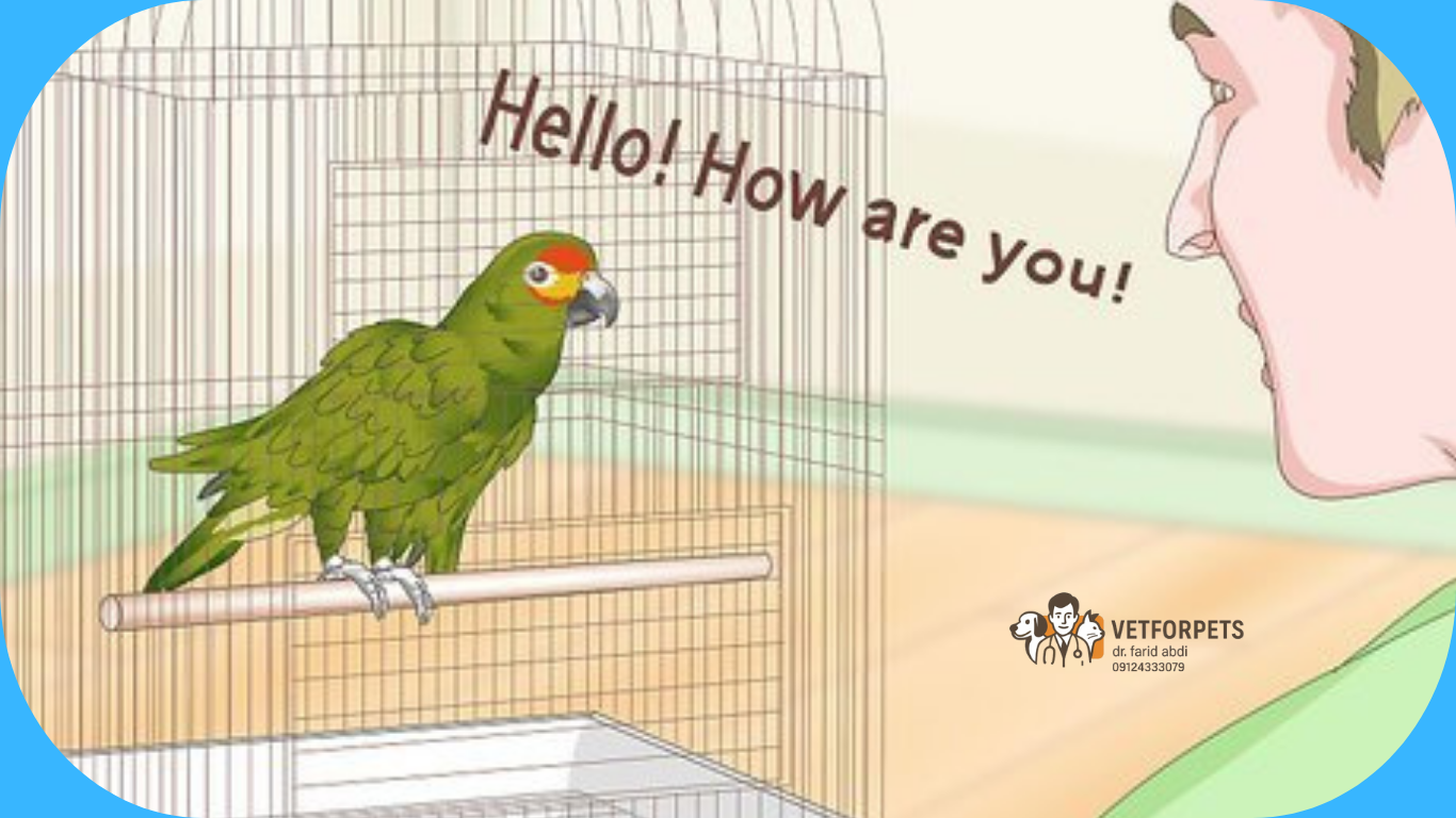 چگونه طوطی خود را برای صحبت کردن آموزش دهیم؟