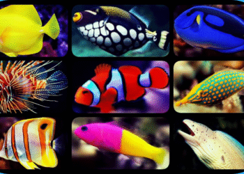 ماهی های آب شور